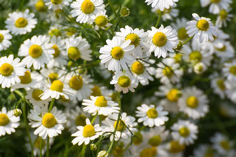 chamomile.